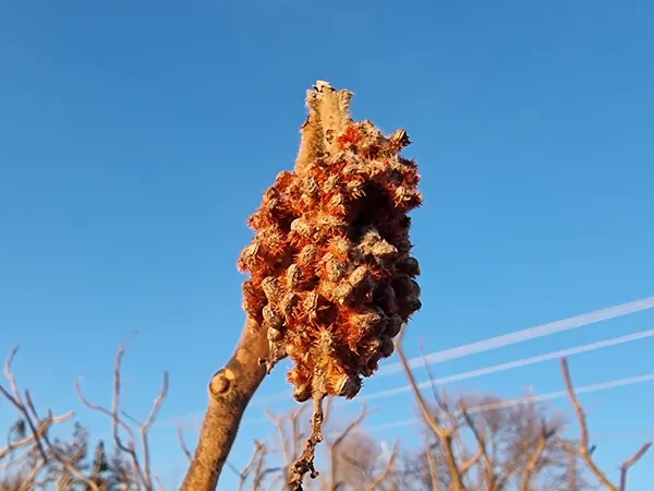 Dried red seed head against a blue sky
