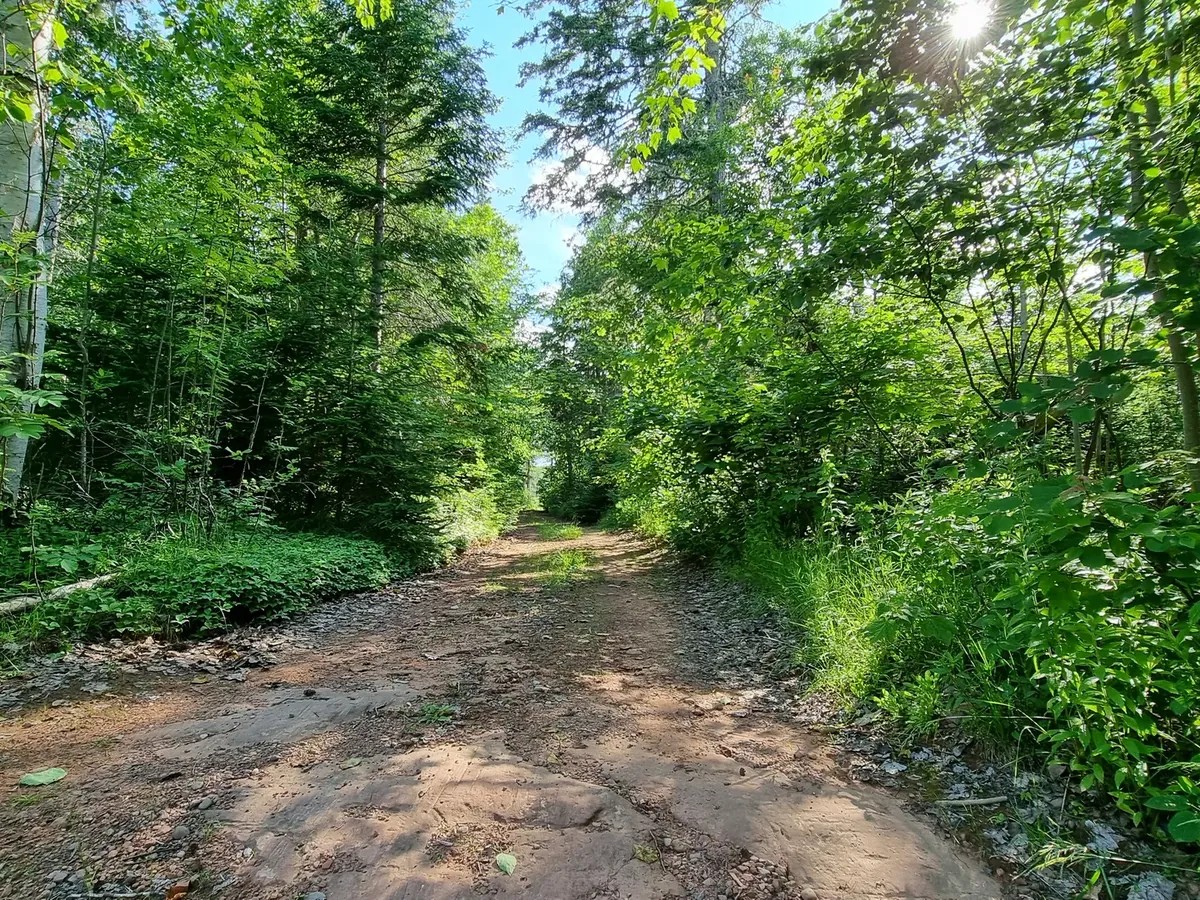 Woodland trail running through summer greenery