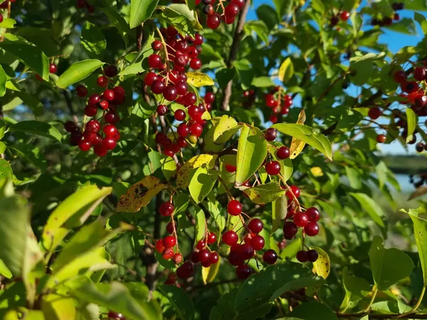 Shrub heavy with bright red berries