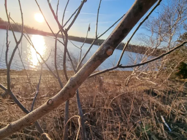 Low sun over the water seen through shoreline branches
