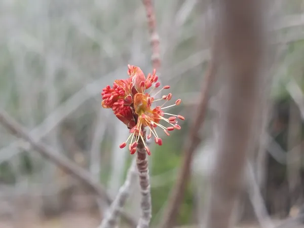 Red early spring flowers on a bare branch