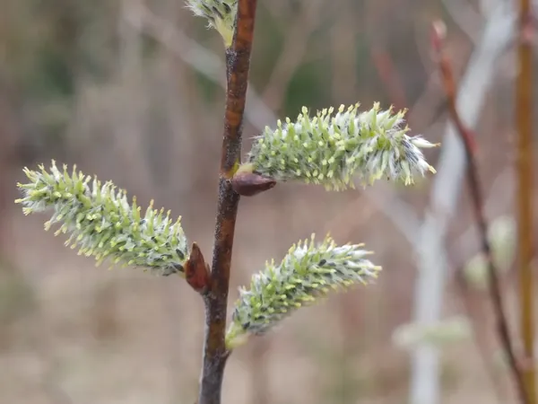 Soft spring catkins on a slender branch