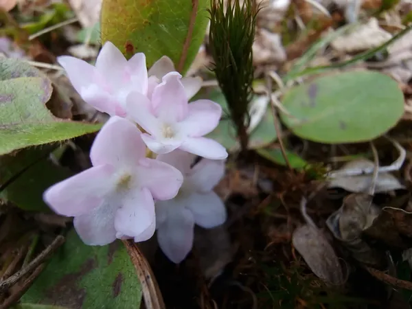 Pale pink flowers close to the forest floor