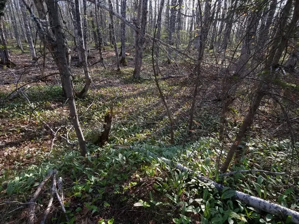 Open hardwood forest floor in spring