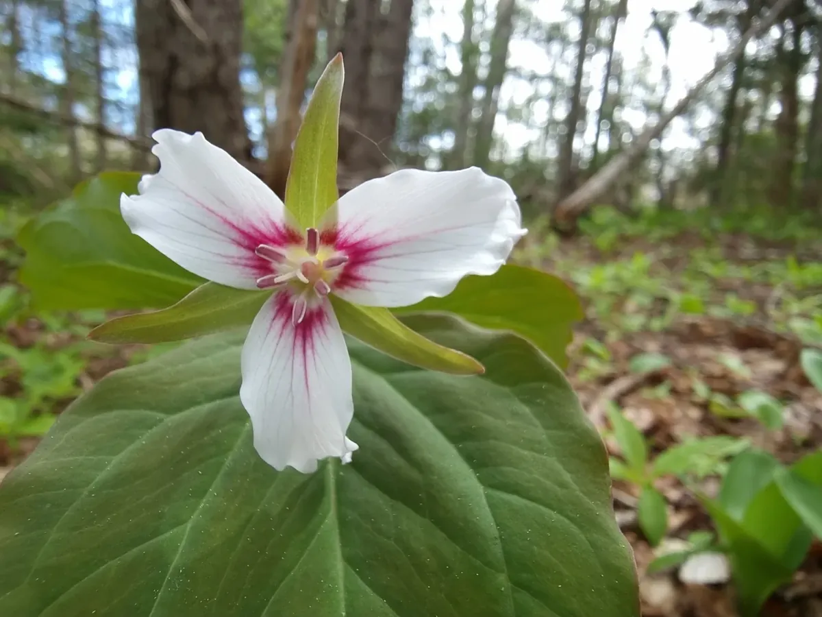 White three-petalled woodland flower with a deep pink centre