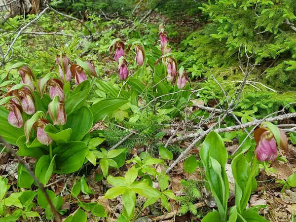 Pink slipper-shaped orchid flowers among woodland greenery