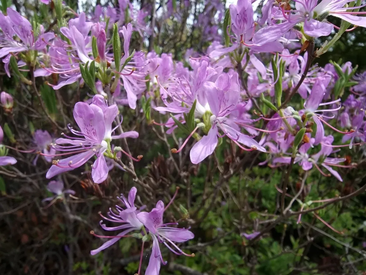 Shrub covered in pale purple flowers