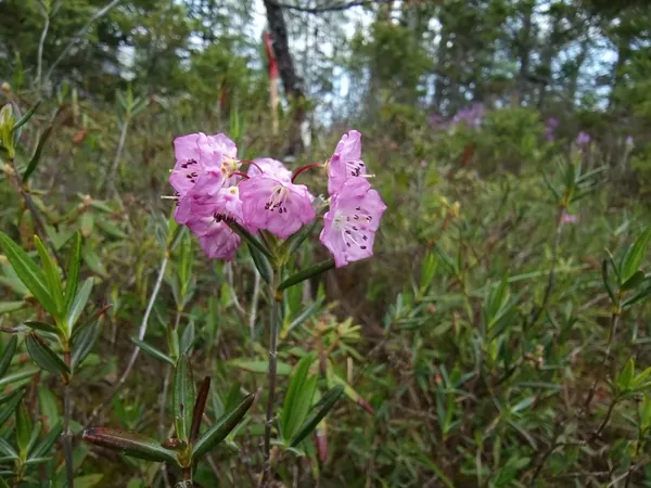 Pink flower clusters on a low shrub in a coastal bog