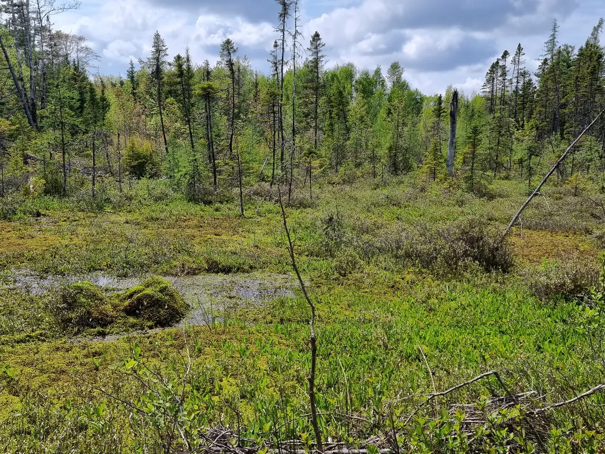 Wet open bog with scattered spruce under a cloudy sky
