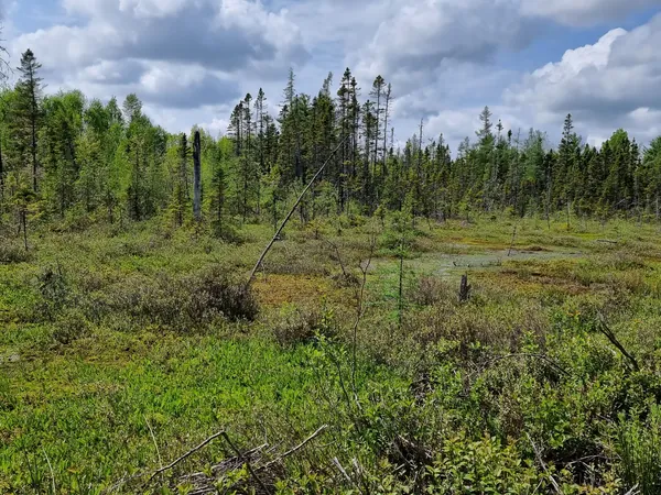 Bog landscape with low shrubs and distant spruce