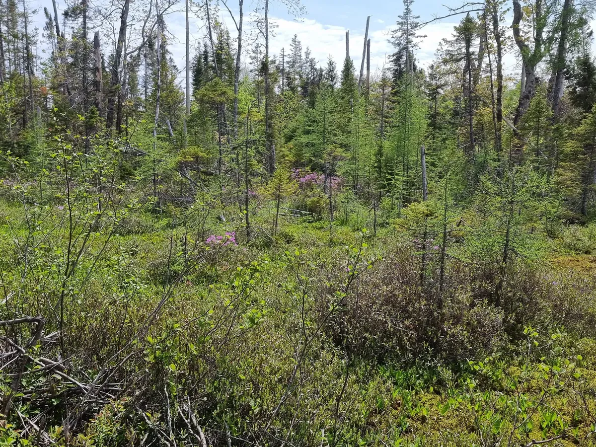 Shrubby wetland edge bordered by forest