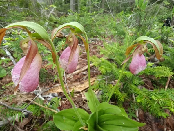 Three pink slipper-shaped orchid blooms on the forest floor