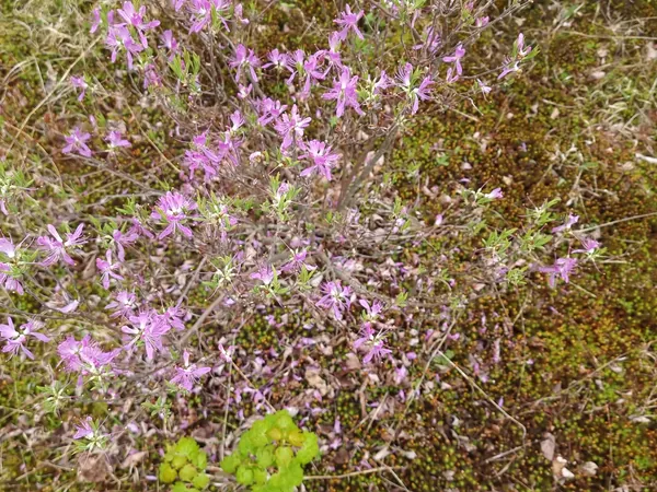Small purple flowers spread across a mossy bog