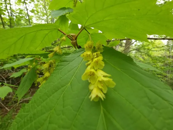 Yellow hanging flowers under broad green leaves