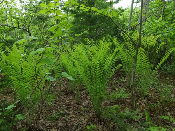Ferns filling a shaded woodland opening