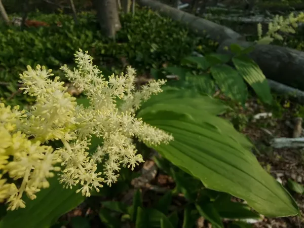 Feathery cream flower spikes in shaded woodland
