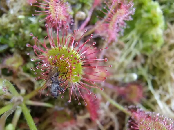 Close view of a small red sundew plant with sticky tipped leaves