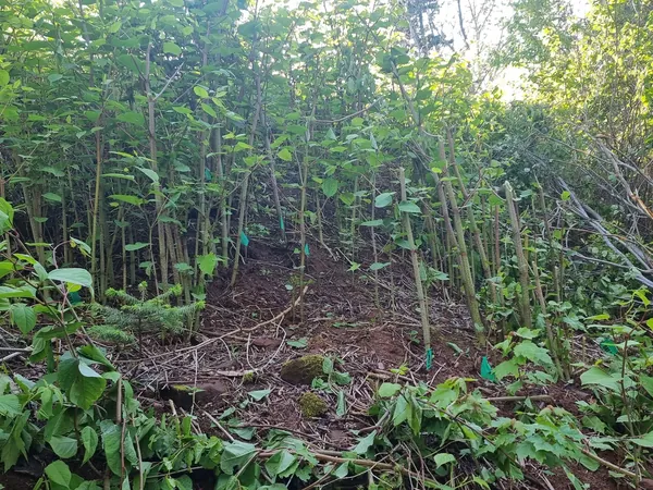 Dense young saplings filling a cleared slope