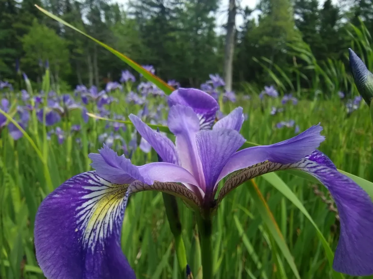 Purple and yellow iris flower in a wet meadow