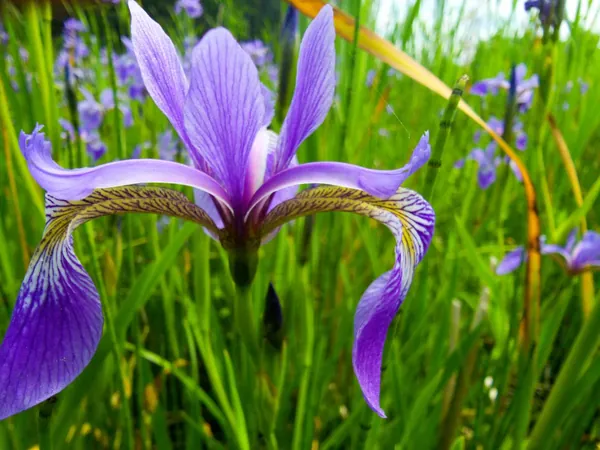 Blue iris flower among tall green leaves