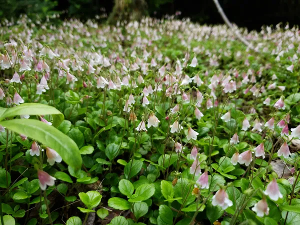 Carpet of small pale pink bell flowers on the woodland floor