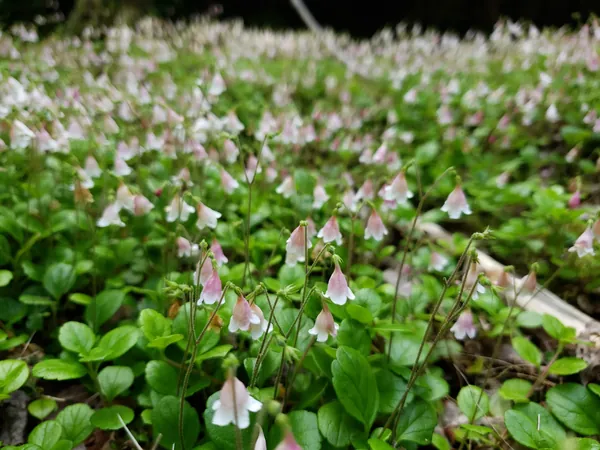 Pale pink bell flowers covering a woodland clearing