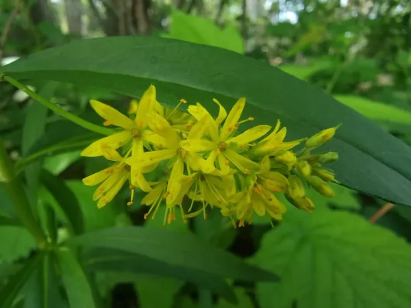 Yellow flower cluster against long green leaves