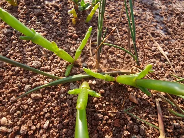 Green succulent shoots in red coastal sand