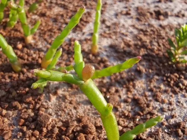 Young succulent stems growing on a red sandy shore