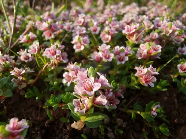 Low mat of pink flowers in a sunny opening