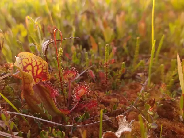 Pitcher plant and sundews glowing in low evening light