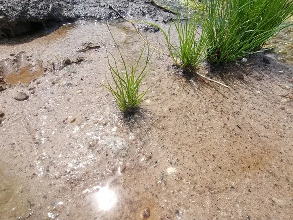 Small clumps of grass establishing on a wet sandy shore