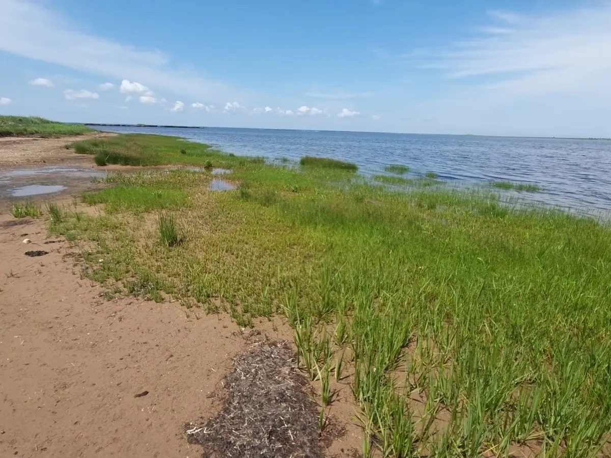 Grassy shoreline edge along a sandy PEI beach