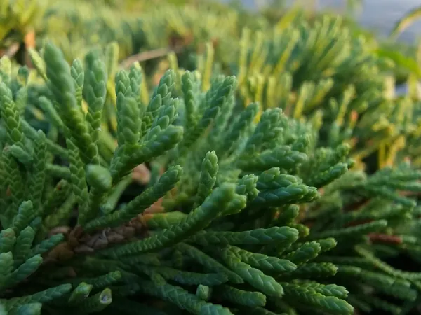 Close view of scaly green evergreen foliage