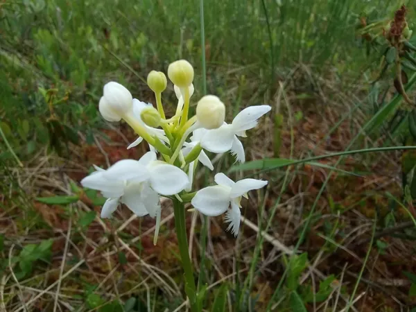 White orchid flower spike in a wet meadow