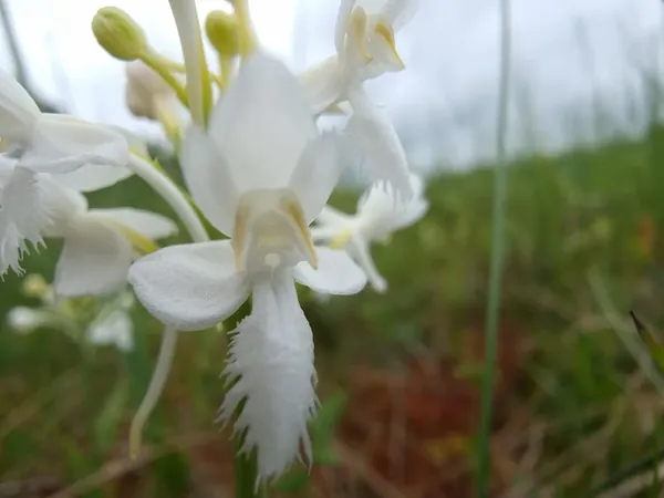 Close view of a white fringed orchid flower