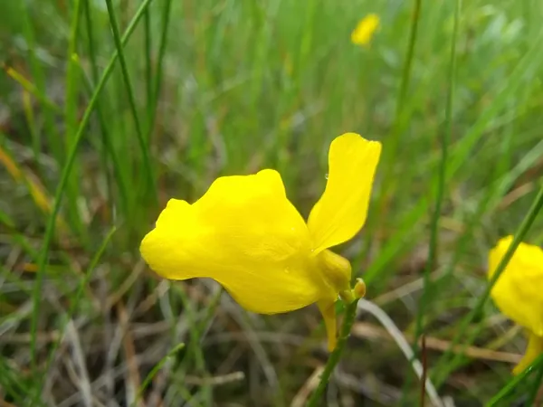 Bright yellow flowers among wet grasses