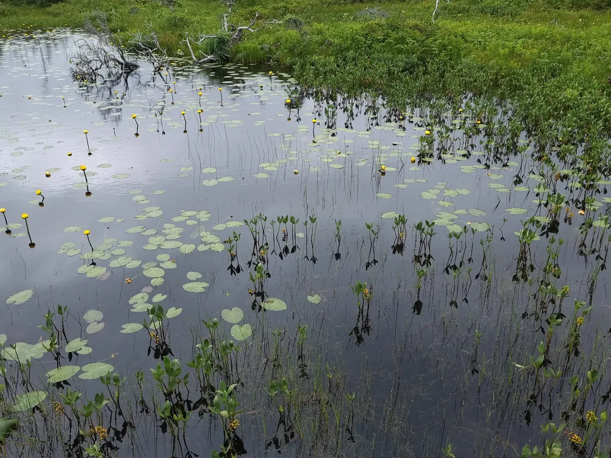 Still pond edge with emerging aquatic plants