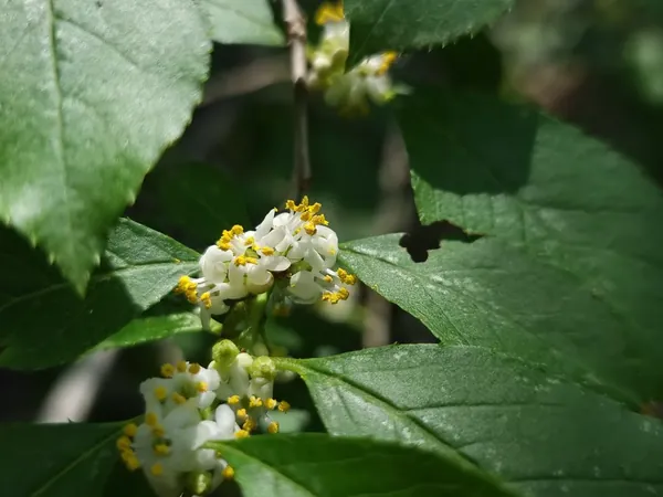 White flowers among broad green leaves