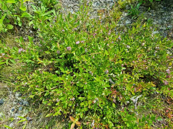 Low leafy shrub with small flowers on rocky ground