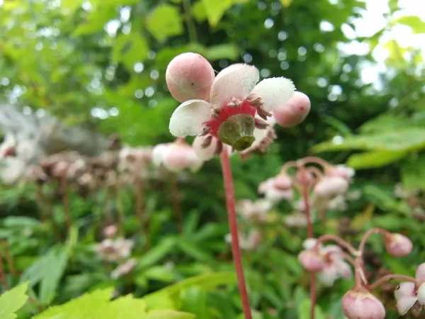 Pink waxy flowers nodding on red stems