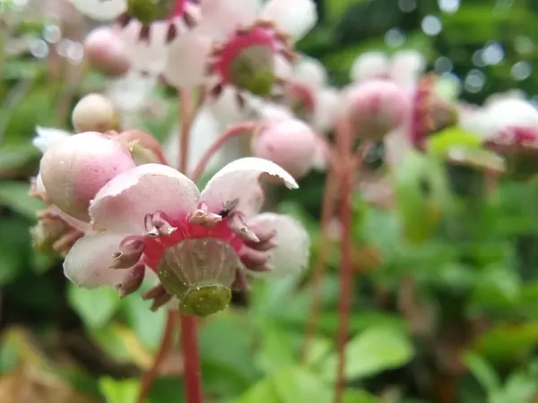 Cluster of pink waxy woodland flowers