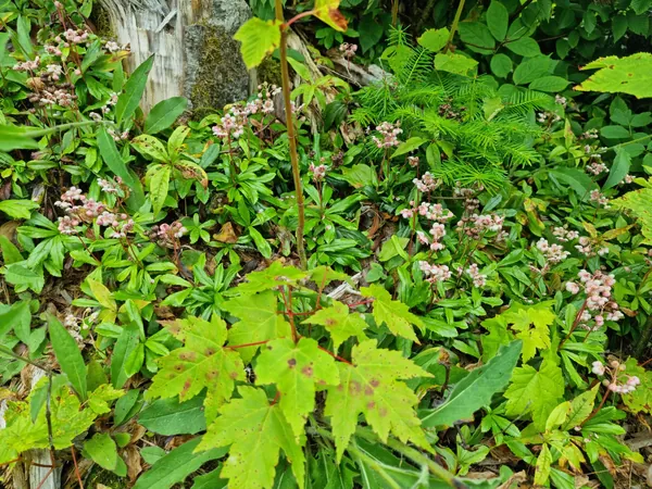 Dense native groundcover with small pink flowers