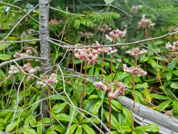 Pink woodland flowers rising from glossy leaves