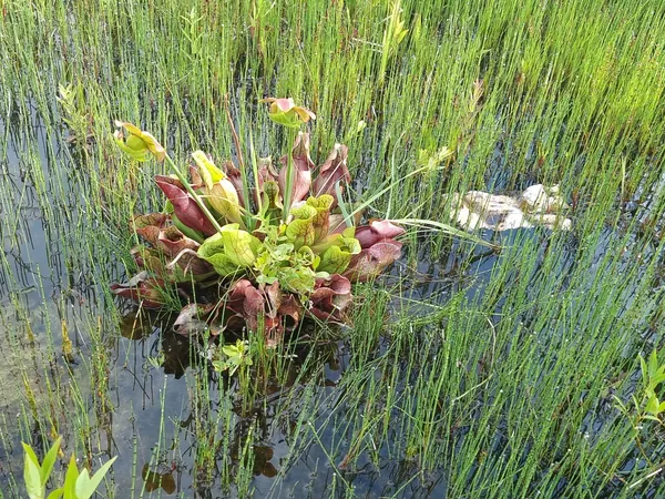 Pitcher plant growing in a flooded wetland