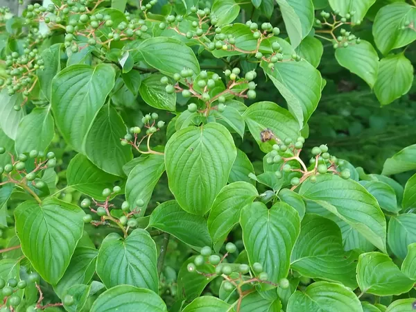 Shrub with clusters of green berries
