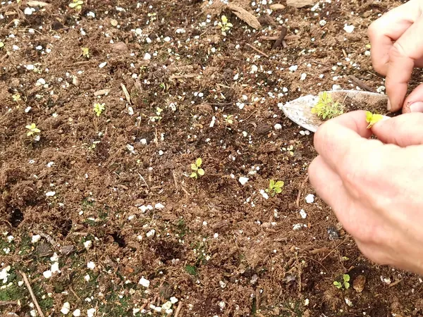 Hands sowing seed into prepared soil