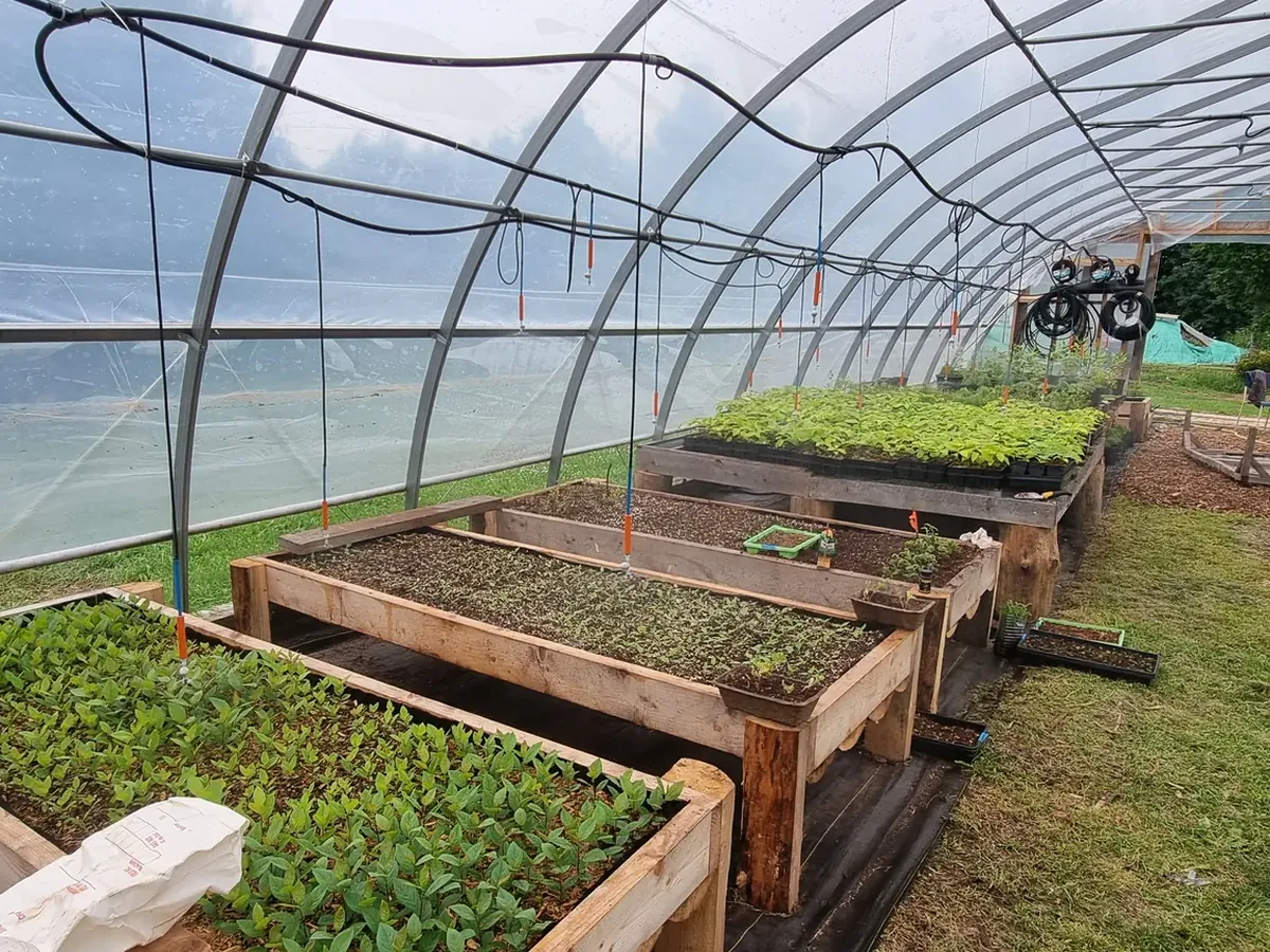 Raised growing beds inside a hoop greenhouse