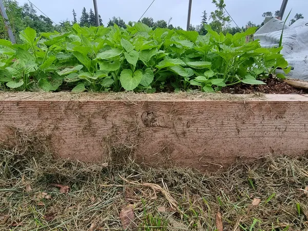 Raised outdoor bed of leafy young plants
