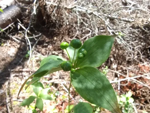 Young woodland plant with green berries